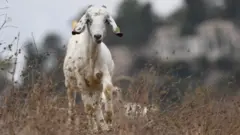 మేక
