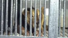 திருப்பதி உயிரியல் பூங்கா சிங்கம் 