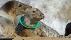 ဖျံလေးတွေ လည်ပင်း ပလက်စတစ်ကွင်းတွေ စွပ်မိသေဆုံး