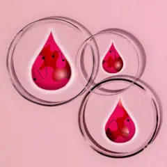 A ilustração gráfica mostra três gotas de sangue. Cada gota está dentro de uma placa de Petri, sobre um fundo rosa claro.