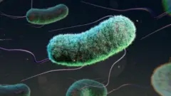 Koli basili bakterisi antibiyotiklere direnç geliştirmeye başladı