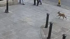 Köpek şehir kameralarına takılıyor