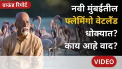 फ्लेमिंगो
