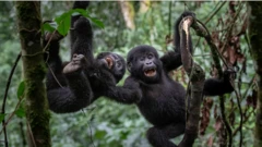 나무 위에서 웃으며 노는 어린 고릴라 2마리