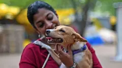 வளர்ப்பு நாய்களால் பொது மக்களுக்கு ஆபத்து ஏற்படாமல் தவிர்ப்பது எப்படி?
