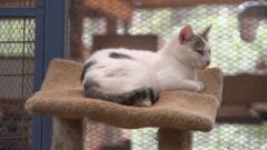 Wanyama wanaofugwa nyumbani wanavyozikwa kifahari nchini Kenya