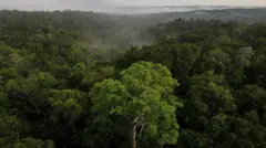 Árvores na Amazônia