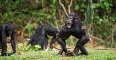 Bonobos (Pan paniscus) se abraçando no Santuário de Bonobos Lola Ya, na República Democrática do Congo, em outubro de 2010