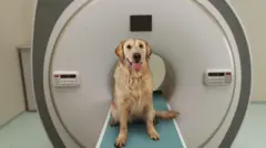 Cão da raça golden retriever, sentado de língua de fora, sobre a esteira de um aparelho de ressonância magnética.