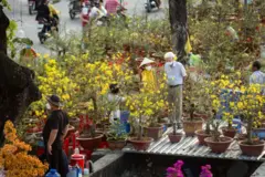 Một vườn mai Tết ở TP Hồ Chí Minh