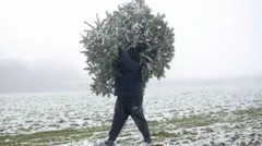 Британец с елкой