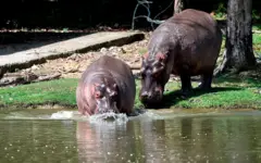 Dos hipopótamos ingresan a un río en Colombia