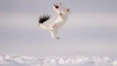 फ्रेन्च एल्प्समा आफ्नो दुलोबाट निस्केर उफ्रिरहेको यो प्राणीलाई हेर्नुहोस्। फोटोग्राफर होसे ग्रान्डिओले यो तस्बिरका लागि निकै समय कुरेको र त्यो जीव हिउँमा रमाएर निकै बेर खेलेको बताएका छन्।