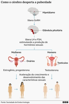 Infográfico mostrando como o cérebro ativa a puberdade, gerando o aumento da produção dos hormônios sexuais e o desenvolvimento das características do corpo