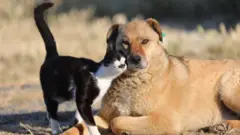 kedi kopek