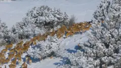 گله گوسفند اوریال