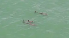 Golfinhos