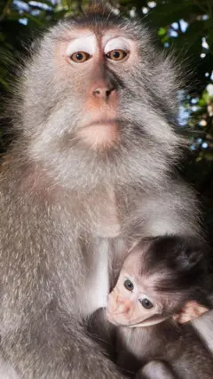 Macaco com bebê no colo