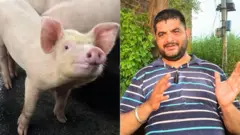 ਸੂਰ ਪਾਲਣ ਦਾ ਕੰਮ