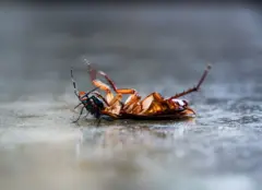 બીબીસી ગુજરાતી, ગુજરાત, બીબીસી, અમદાવાદ, કૉકરોચ, 