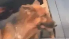 سوشل میڈیا