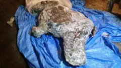 A carcass of a juvenile woolly rhinoceros, found in permafrost in August 2020 on the banks of the Tirekhtyakh river in the region of Yakutia in eastern Siberia