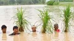 పశ్చిమ గోదావరిలోని కైకరం వద్ద పీకల్లోతు నీళ్లలో రైతులు