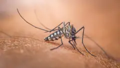Mosquito Anopheles, que transmite a malária