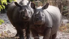 गैँडाहरू