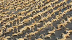 Los cráneos de carnero encontrados en Abdos, Egipto