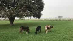 आवारा पशु किसानों के लिए भी समस्या बनें हुए हैं