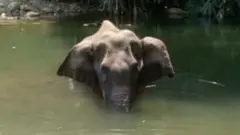 elephant dead in kerala