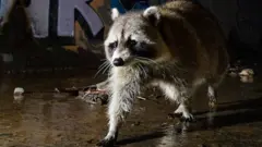 Guaxinim anda por chão de concreto