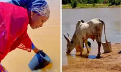 Collage of one woman wey dey fetch water from river and cow wey dey drink water from river
