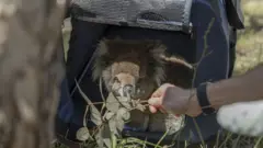 Los investigadores utilizan hojas de eucalipto para animar a una koala a salir de su jaula tras un chequeo de salud.