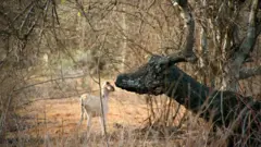 ዓጋዜን/ጠሊ ዝመስል ተኽሊ