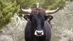 um tauros