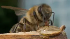 A close-up photograph of a honeybee with fur, wings, eyes and antennas visible