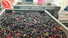 เก็บเบอร์รี่