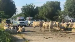 Anti-Open Grazing law: Southern Nigeria