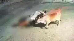 गाय