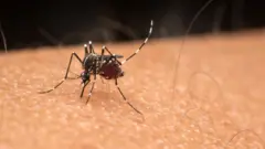 நோய் பாதிப்பை அதிகரிக்கும் கொசுக்கள்