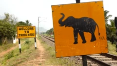 elephant