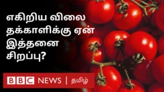 தக்காளியின் வரலாறு என்ன? எங்கிருந்து இந்தியாவுக்கு வந்தது?