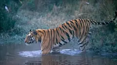 Qeerransa namoota sagal ajjeesse ajjeeffame