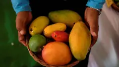 మామిడి పండ్లు