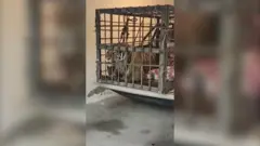 tigar