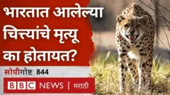 cheetah