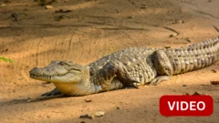 GUJA CROCODILE