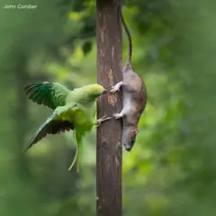 ‘ንዝጸገበ ብላዕ ኣይትበሎ፡ ንዝፈርሐ ትባዕ ኣይትበሎ’ - ኣብ ሄርትፎርድሻየር፡ እንግሊዝ ብጆን ካምበር ዝተሰኣለት።